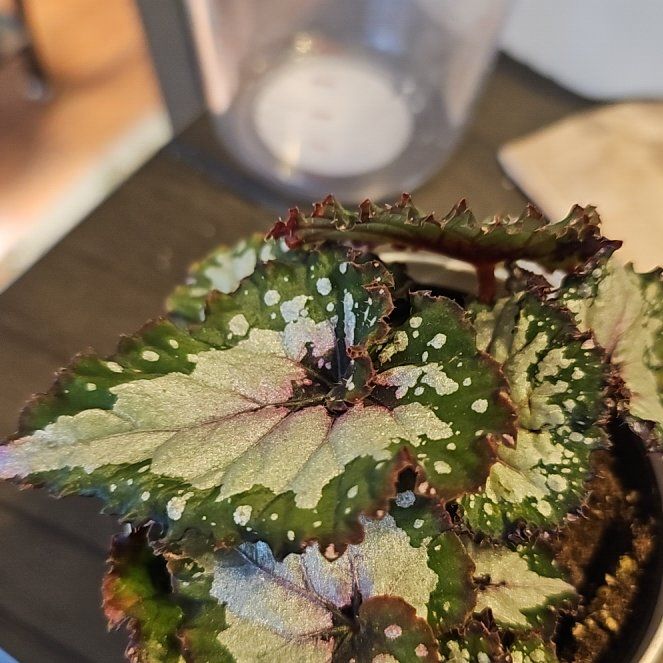 Photo of the plant species Rex Begonia 'Salsa' by @VersatileHedera named Demi on Greg, the plant care app