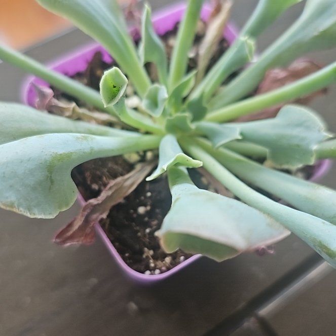 Photo of the plant species Echeveria Pink Trumpet by @VersatileHedera named Kobe on Greg, the plant care app