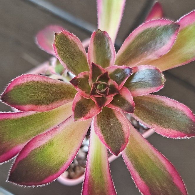 Photo of the plant species Aeonium Medusa by @VersatileHedera named Tupot amaroot on Greg, the plant care app