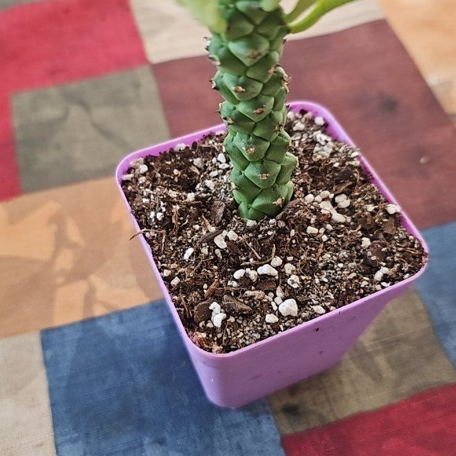 Photo of the plant species Euphorbia Succulenta by @VersatileHedera named Sir Plancelot on Greg, the plant care app
