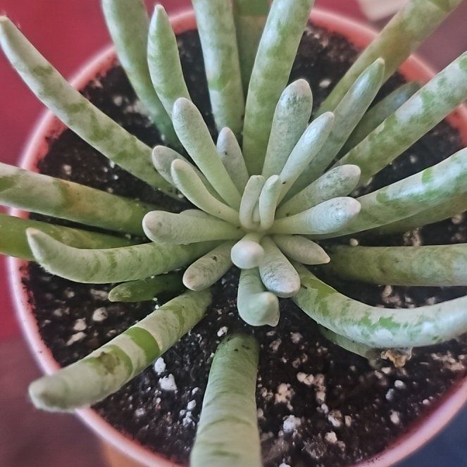 Photo of the plant species Senecio scaposus by @VersatileHedera named LiloStitch on Greg, the plant care app