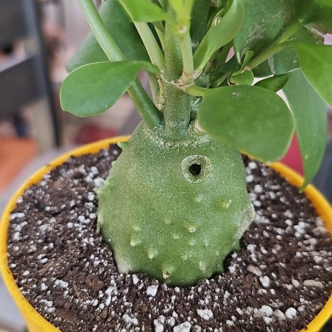 Photo of the plant species Ant plant by @VersatileHedera named Marley on Greg, the plant care app