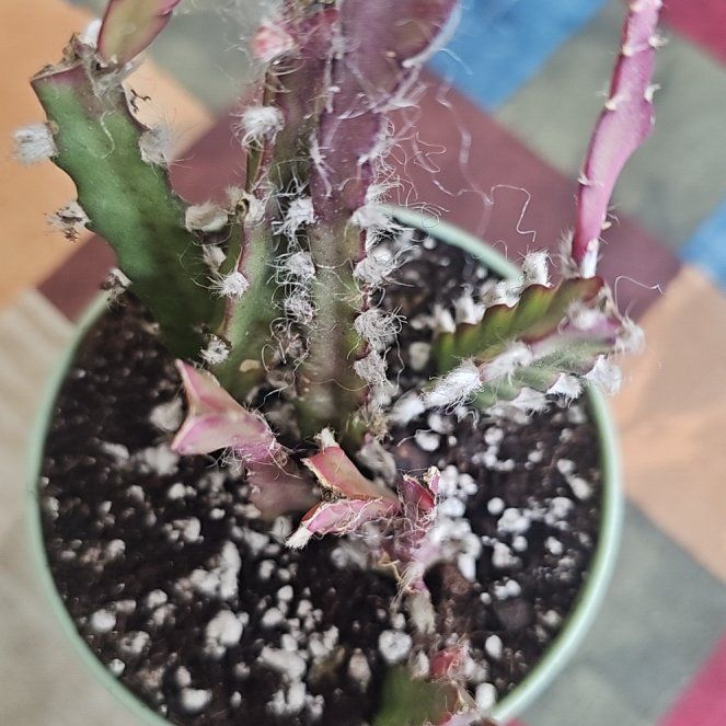 Photo of the plant species Lepismium cruciforme by @VersatileHedera named Ulysses S Plant on Greg, the plant care app