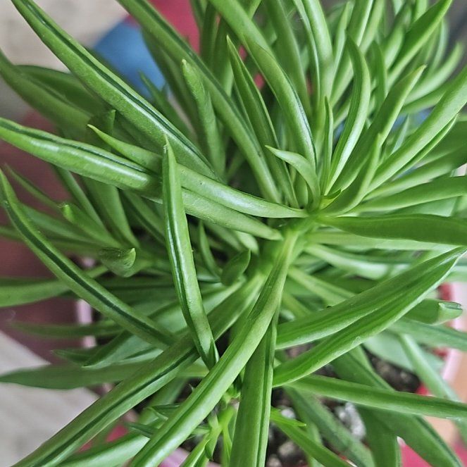 Photo of the plant species Happy Bean Peperomia by @VersatileHedera named Tupot amaroot on Greg, the plant care app