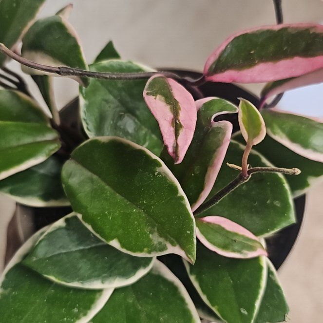 Photo of the plant species Hoya 'Purple Pride' by @VersatileHedera named Planty on Greg, the plant care app