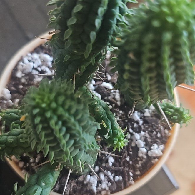 Photo of the plant species Corncob Cactus by @VersatileHedera named Cleopatra on Greg, the plant care app