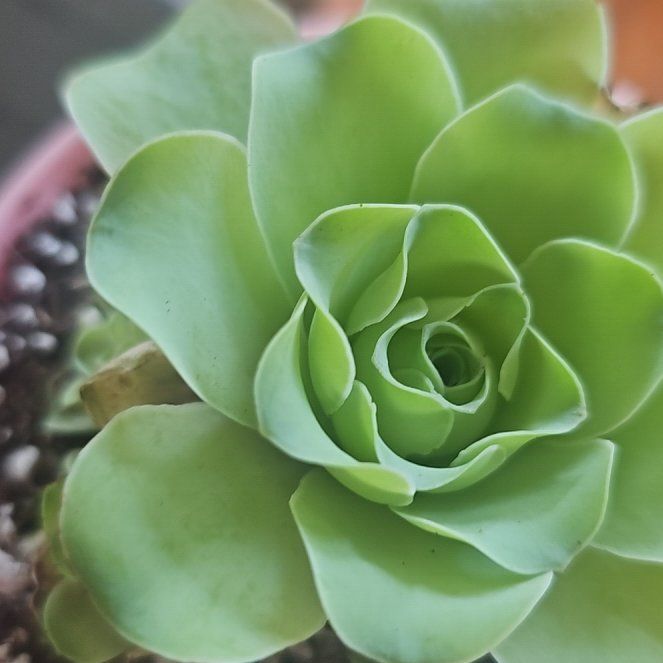 Photo of the plant species Mountain Rose by @VersatileHedera named Baesil on Greg, the plant care app