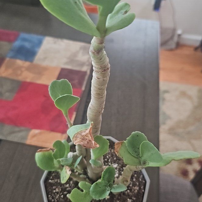 Photo of the plant species Penwiper Plant by @VersatileHedera named Aristotle on Greg, the plant care app