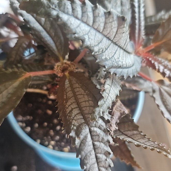 Photo of the plant species Aluminum Plant by @VersatileHedera named Sol on Greg, the plant care app