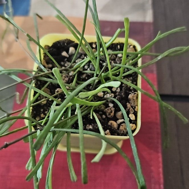 Photo of the plant species Hoya reticulata by @VersatileHedera named Gaga on Greg, the plant care app