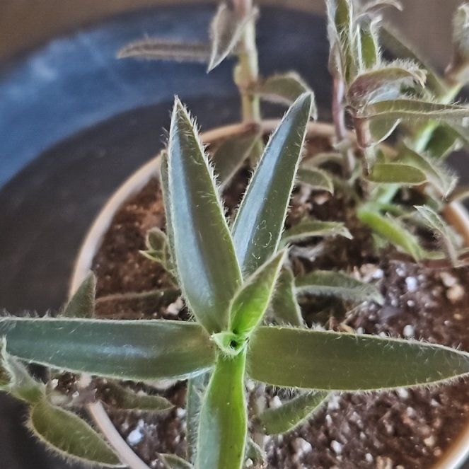 Photo of the plant species cyanotis by @VersatileHedera named Sage on Greg, the plant care app