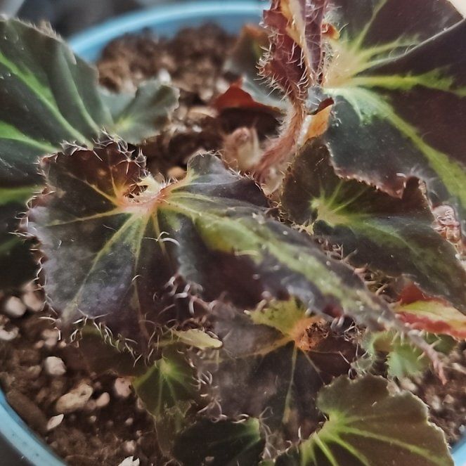 Photo of the plant species Begonia by @VersatileHedera named Terra on Greg, the plant care app