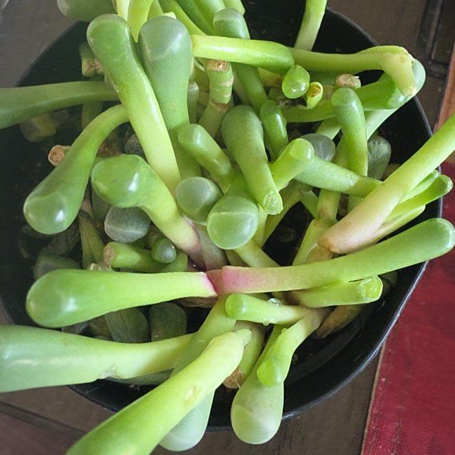 Photo of the plant species Baby Toes by @VersatileHedera named Beckham on Greg, the plant care app