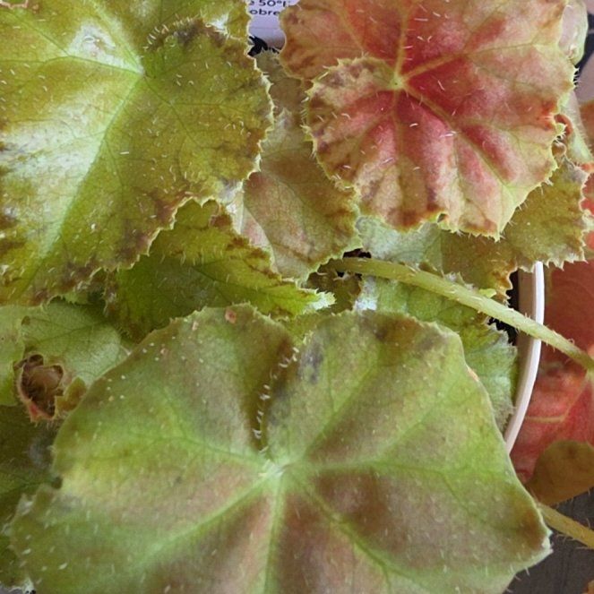 Photo of the plant species Bellis Ficus by @VersatileHedera named Oscar on Greg, the plant care app