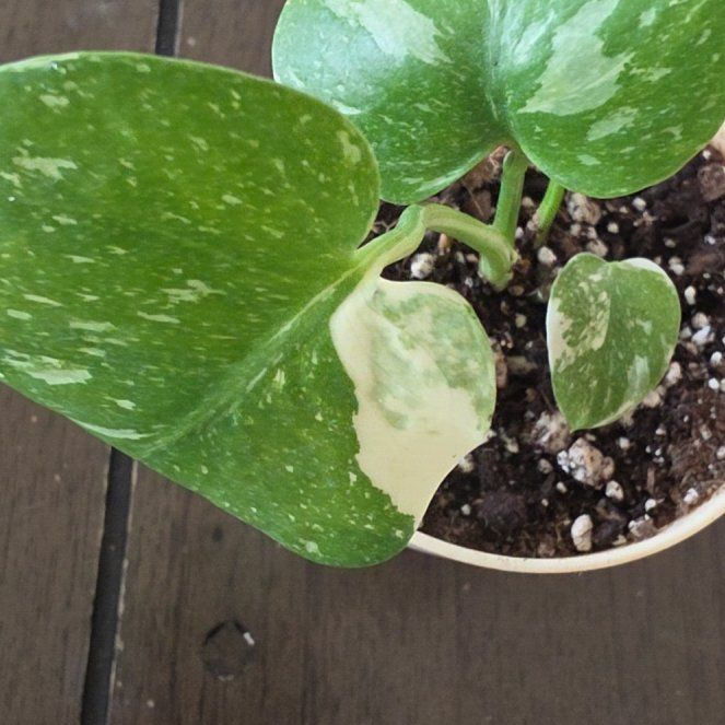 Photo of the plant species monstera Thai Con by @VersatileHedera named Xena on Greg, the plant care app