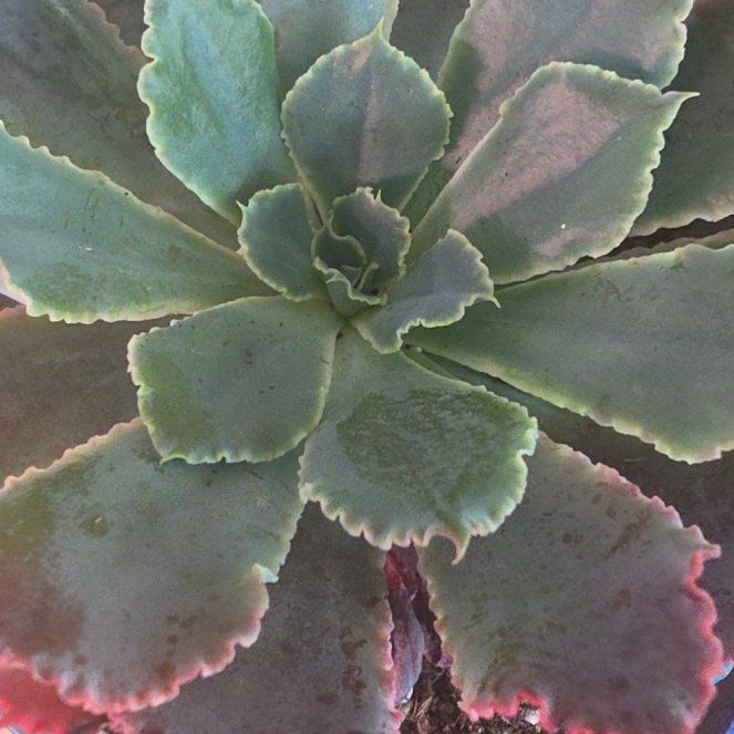 Photo of the plant species Echeveria by @VersatileHedera named Nemo on Greg, the plant care app