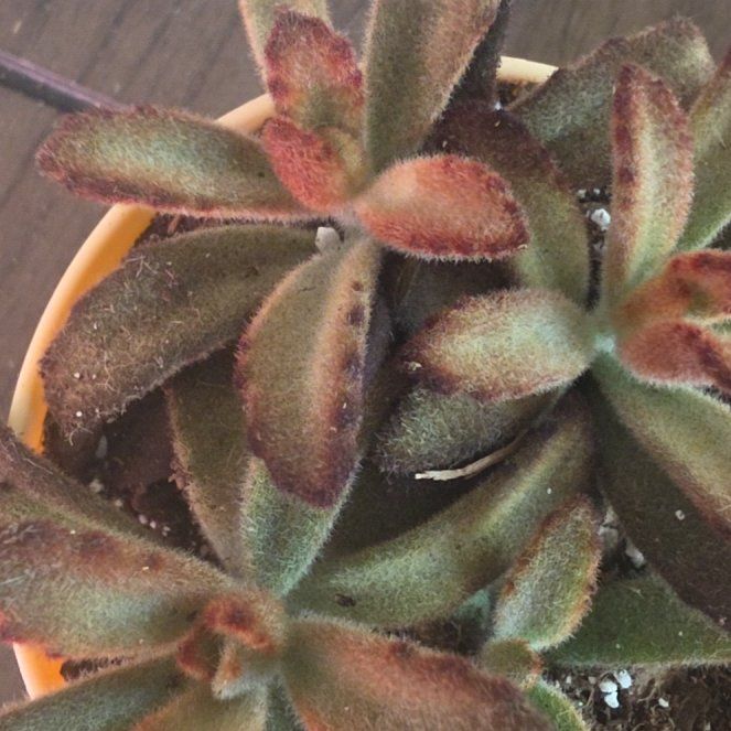 Photo of the plant species Cinnamon Panda Plant by @VersatileHedera named Sage on Greg, the plant care app
