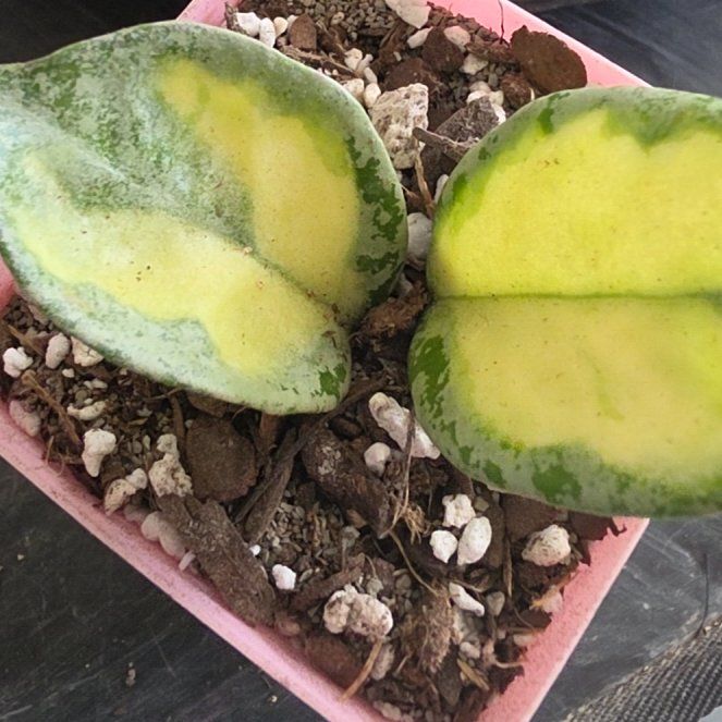 Photo of the plant species Hoya Argentea Princess by @VersatileHedera named Pax on Greg, the plant care app