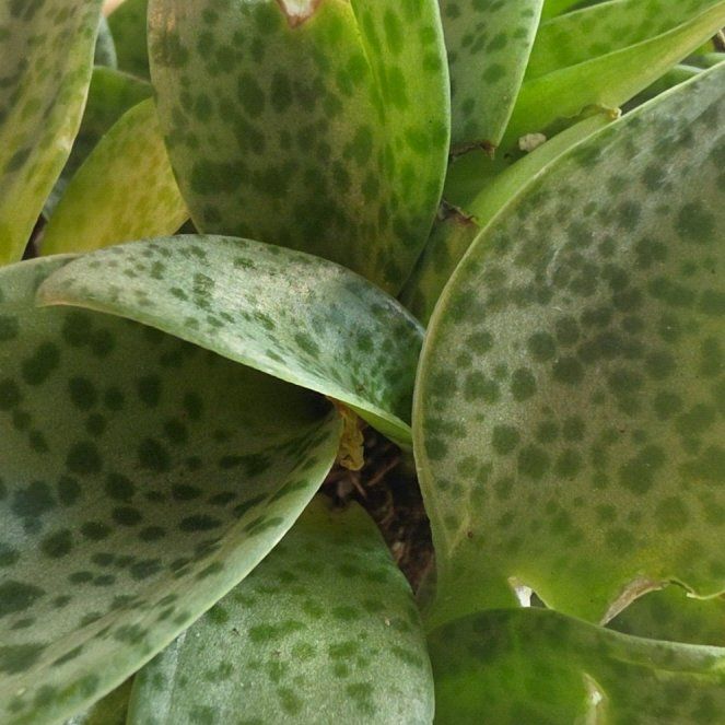 Photo of the plant species Variegated Leopard Lily by @VersatileHedera named Bella on Greg, the plant care app
