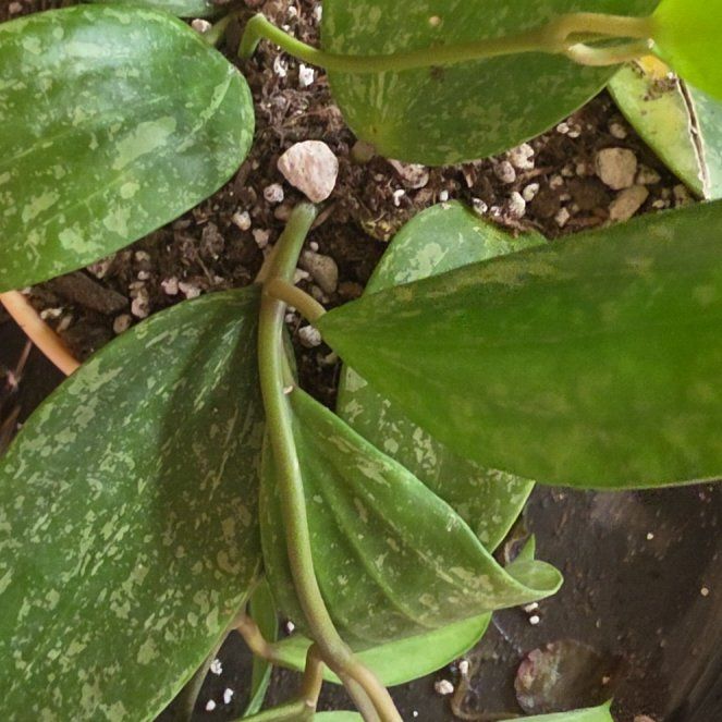 Photo of the plant species Hoya Rangsan by @VersatileHedera named Huckleberry Fern on Greg, the plant care app