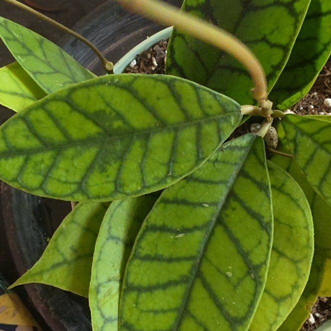 Photo of the plant species Stiff Leafed Hoya by @VersatileHedera named Dolores on Greg, the plant care app