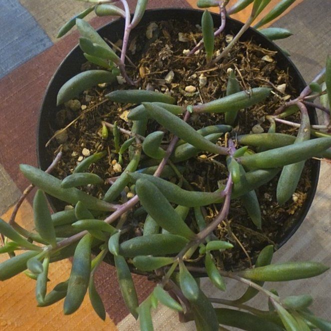 Photo of the plant species ruby necklace by @VersatileHedera named Mochi on Greg, the plant care app