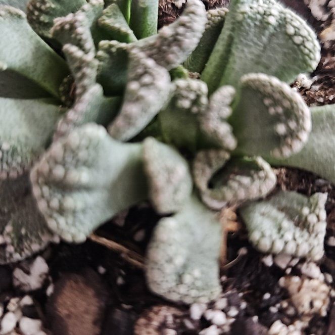 Photo of the plant species Concrete Leaf Living Stone by @VersatileHedera named Nemo on Greg, the plant care app