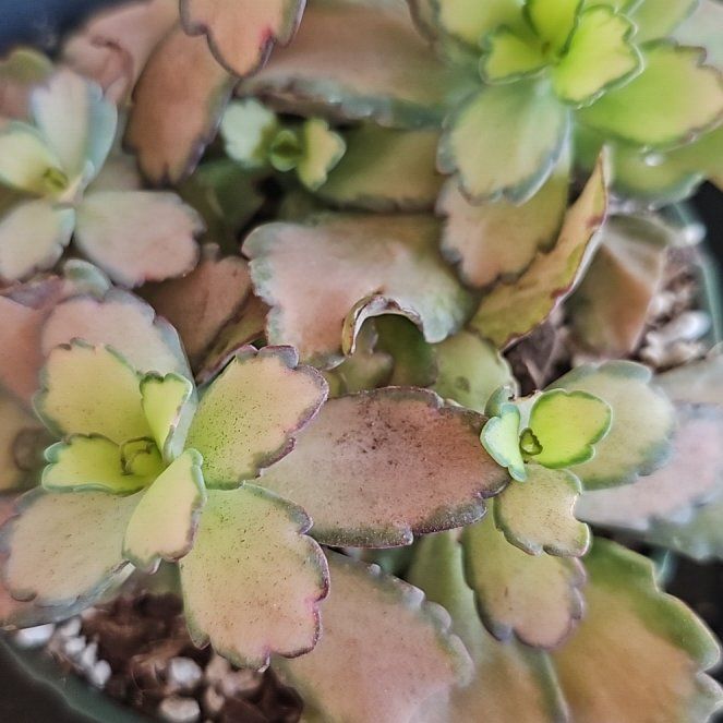 Photo of the plant species Kalanchoe fedtschenkoi 'Stained Glass' by @VersatileHedera named Zeus on Greg, the plant care app
