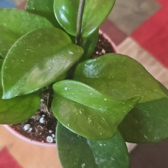 Photo of the plant species Speckled Hoya by @VersatileHedera named Mochi on Greg, the plant care app