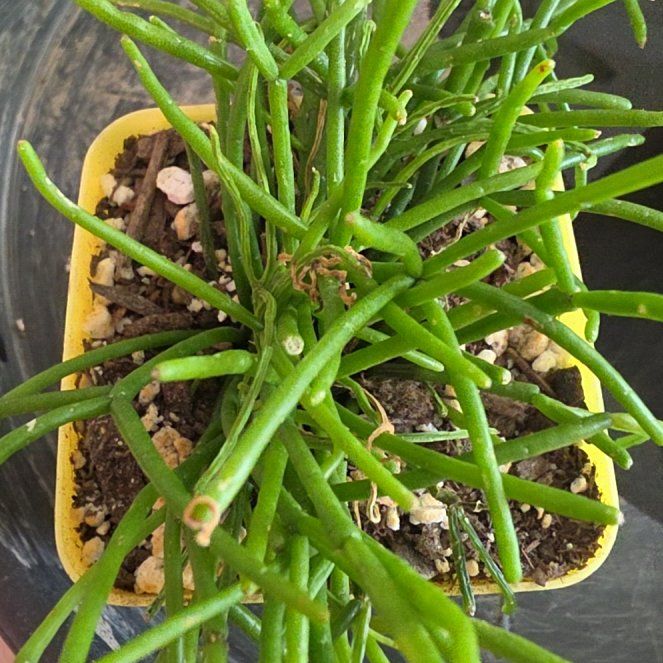 Photo of the plant species Rhipsalis baccifera by @VersatileHedera named Drake on Greg, the plant care app