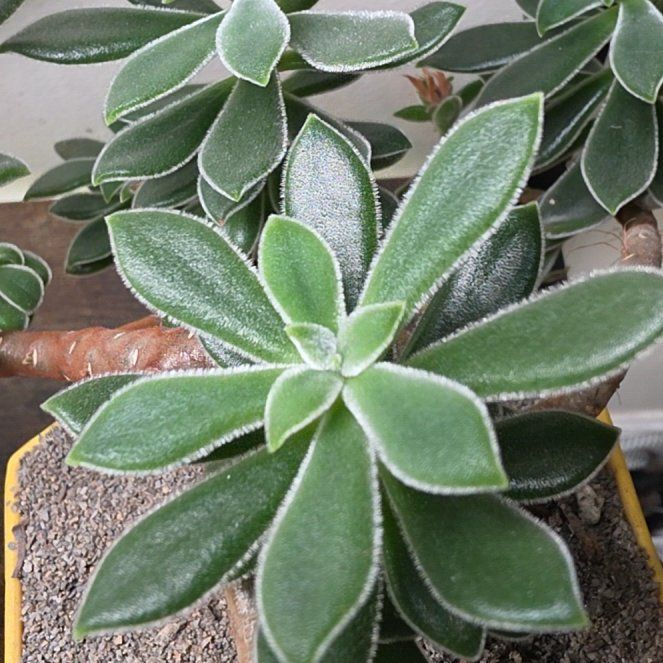Photo of the plant species White Chenille Plant by @VersatileHedera named Planty on Greg, the plant care app