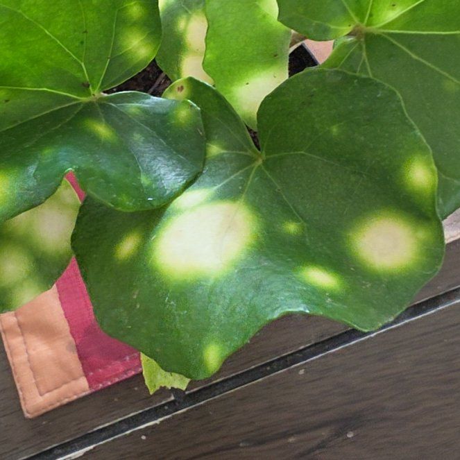Photo of the plant species Leopard Plant by @VersatileHedera named Khaleesi on Greg, the plant care app