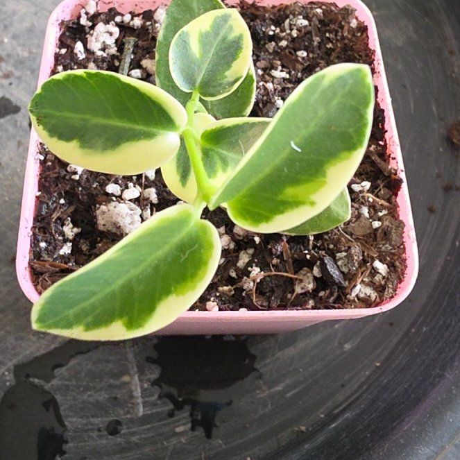 Photo of the plant species Hoya Albo by @VersatileHedera named Nithin on Greg, the plant care app