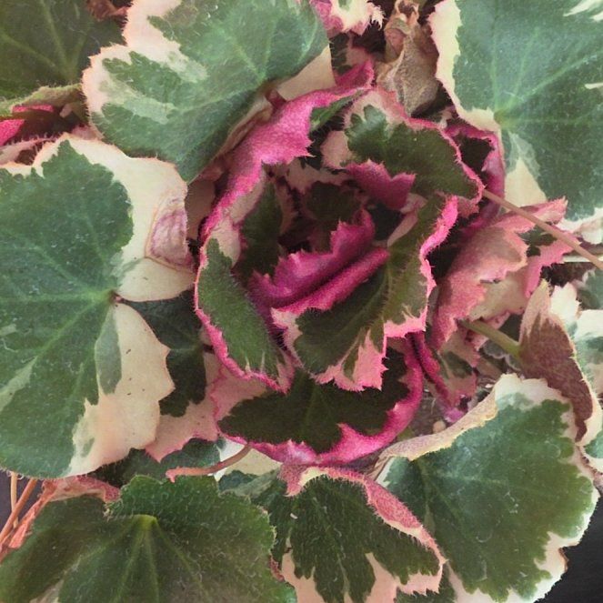 Photo of the plant species strawberry begonia varigated by @VersatileHedera named Scarlett on Greg, the plant care app