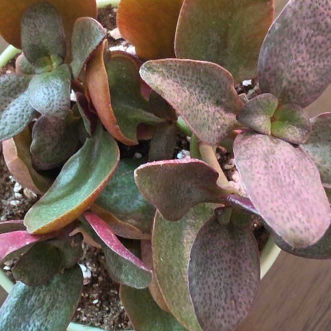 Photo of the plant species Crassula multicava 'Bleeding Heart' by @VersatileHedera named Hemingway on Greg, the plant care app