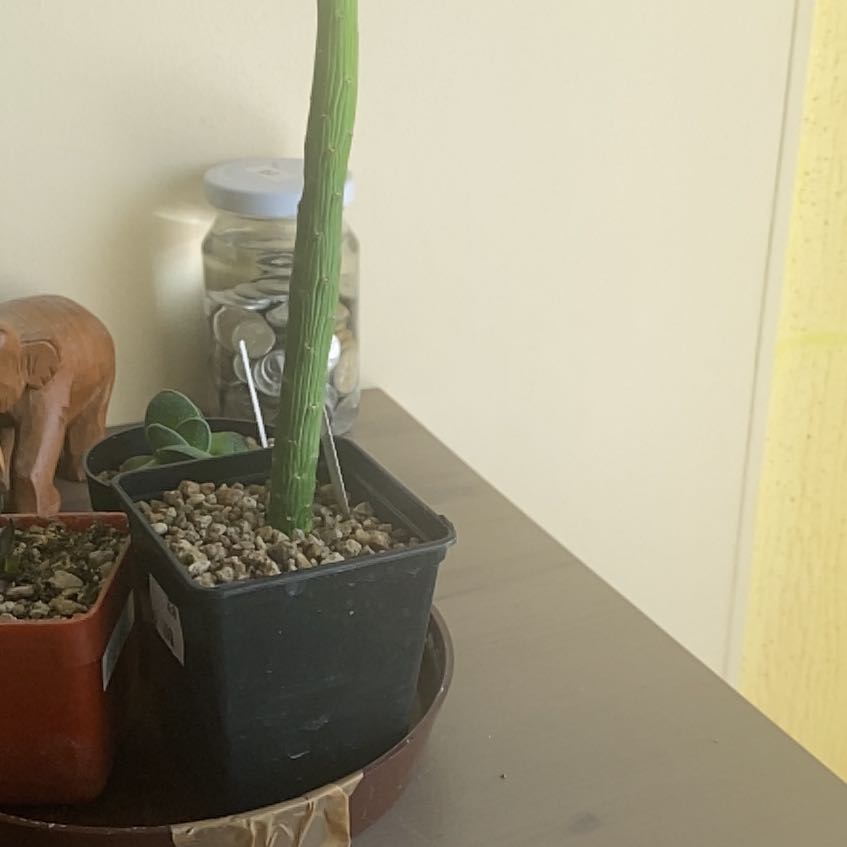 Photo of the plant species Monadenium ellenbeckii by @ManlyMexicanyam named Zeus on Greg, the plant care app