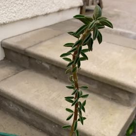 Photo of the plant species Peperomia wolfgang-krahnii by @NewAmazonlily named Demi on Greg, the plant care app
