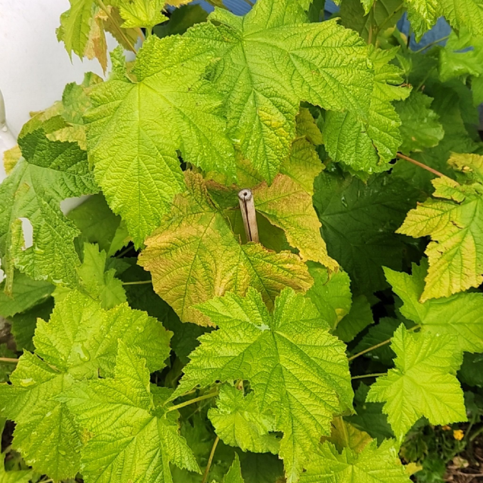 Photo of the plant species Purple-Flowered Raspberry by @ThrillingSalal named Sage on Greg, the plant care app