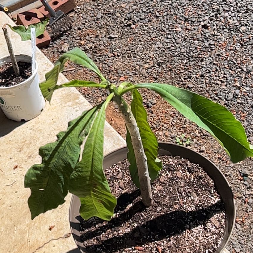 Photo of the plant species Fiddle Leaf Plumeria by @CurrentSalad named Tolkien on Greg, the plant care app