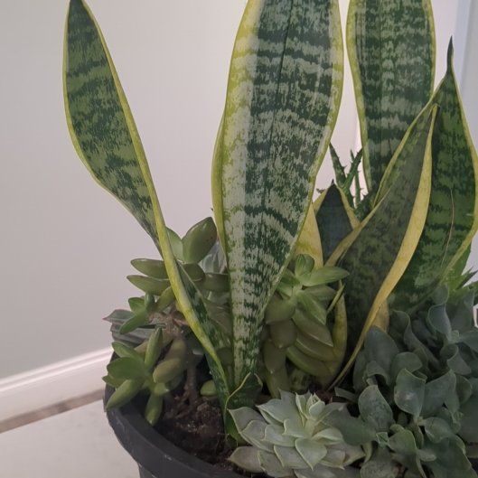 Planty