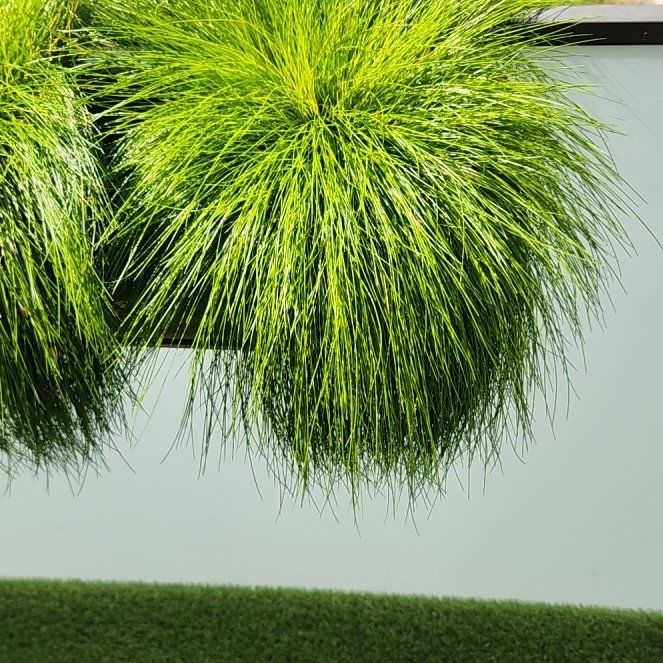 Photo of the plant species Wavy Hair-Grass by @HotLoblollybay named Gregarious on Greg, the plant care app