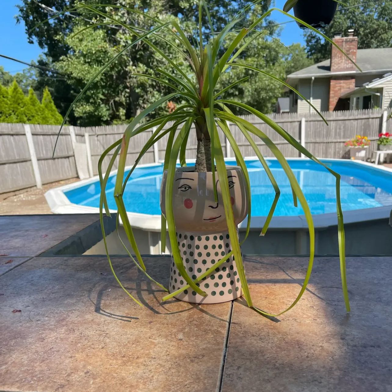 Photo of the plant species Red Ponytail Palm by @Bebe named Pony on Greg, the plant care app