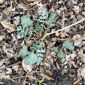 Photo of the plant species White Avens by @ProviderDaisy named Sahara on Greg, the plant care app