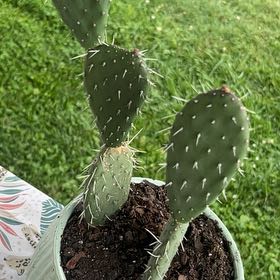 Photo of the plant species Opuntia 'Opopeo' by @Ho11yMo named Papi on Greg, the plant care app