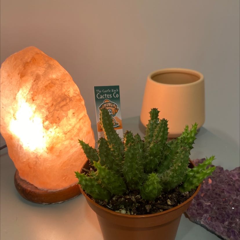 Lifesaver Cactus in a small pot with visible soil, well-framed and in focus.