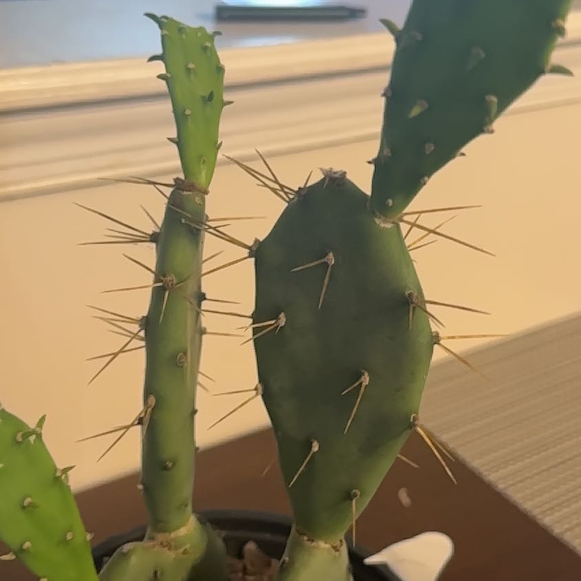 Photo of the plant species Opuntia 'Goblin' by @HypnoticKaraka named Lola on Greg, the plant care app