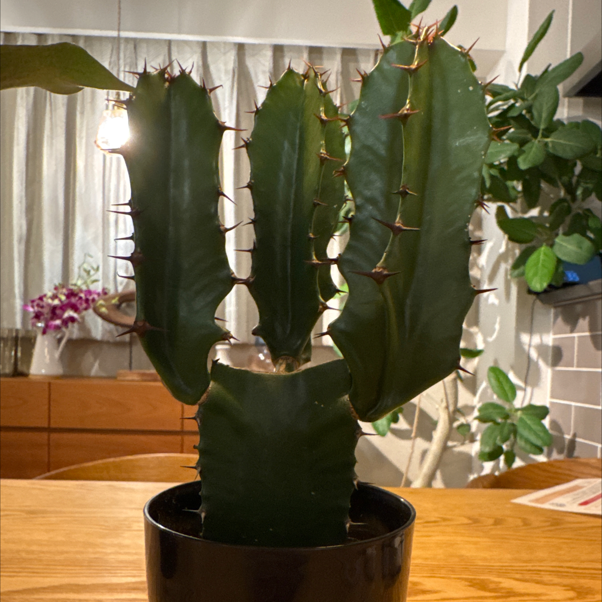 Photo of the plant species Desert Candle Cactus by 信吾 named Daiunkaku on Greg, the plant care app