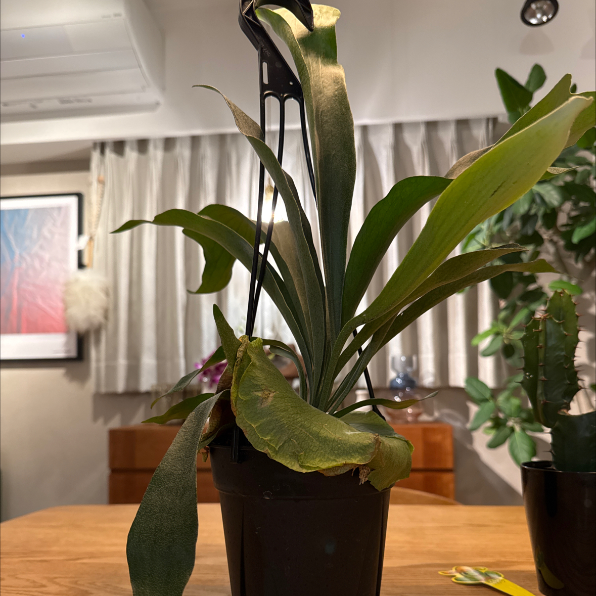 Photo of the plant species platycerium netherlands by 信吾 named ビカクシダ on Greg, the plant care app