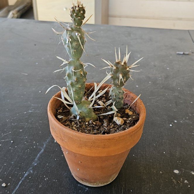 Photo of the plant species paper spine cactus by @ZippyScarletoak named Nemo on Greg, the plant care app