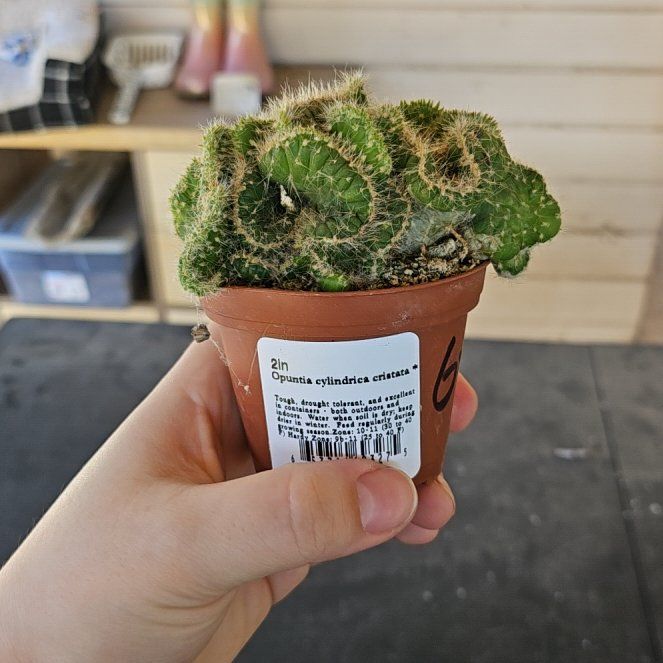 Photo of the plant species Opuntia cylindrica f. cristata by @ZippyScarletoak named Mochi on Greg, the plant care app